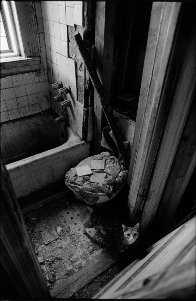 Barbara's cat in "bathroom". 1995. : Carmel Hill Harlem NYC 1995-2000 : BILL FOLEY 