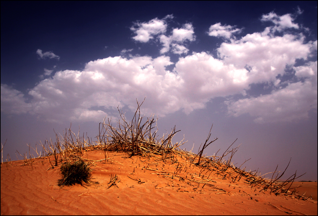  : Dubai Desert : BILL FOLEY 