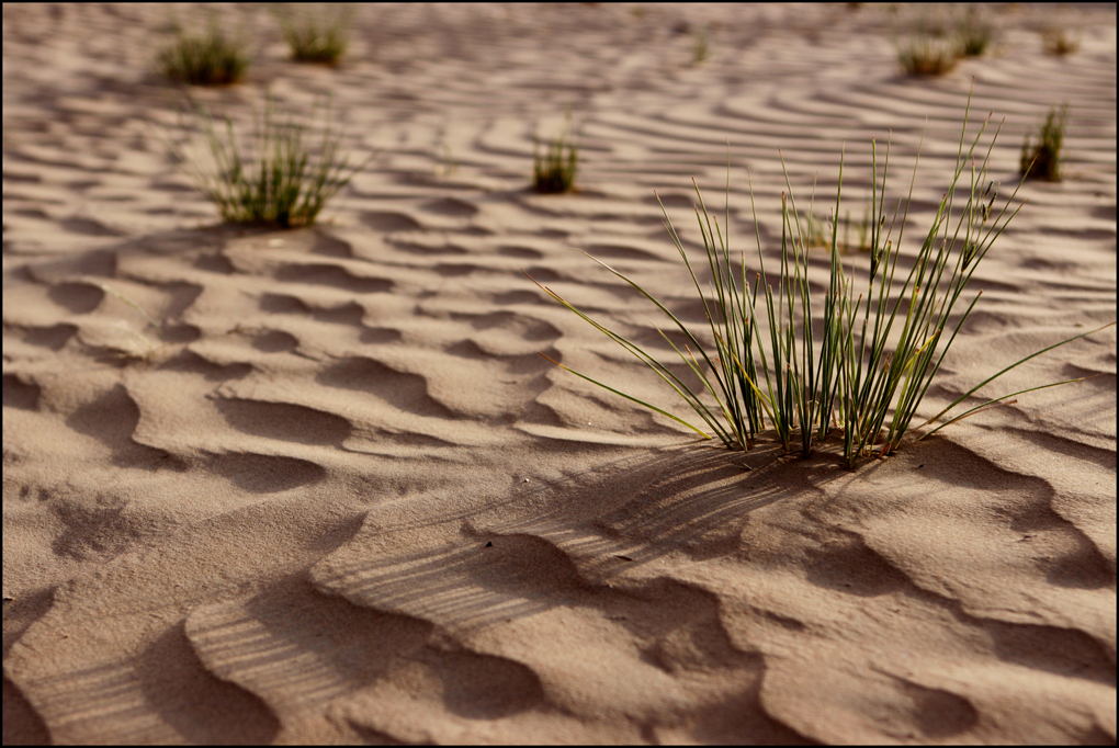  : Dubai Desert : BILL FOLEY 