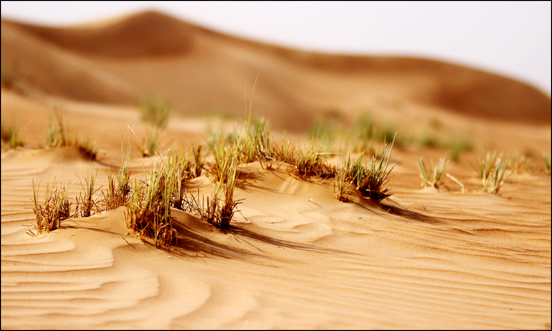  : Dubai Desert : BILL FOLEY 