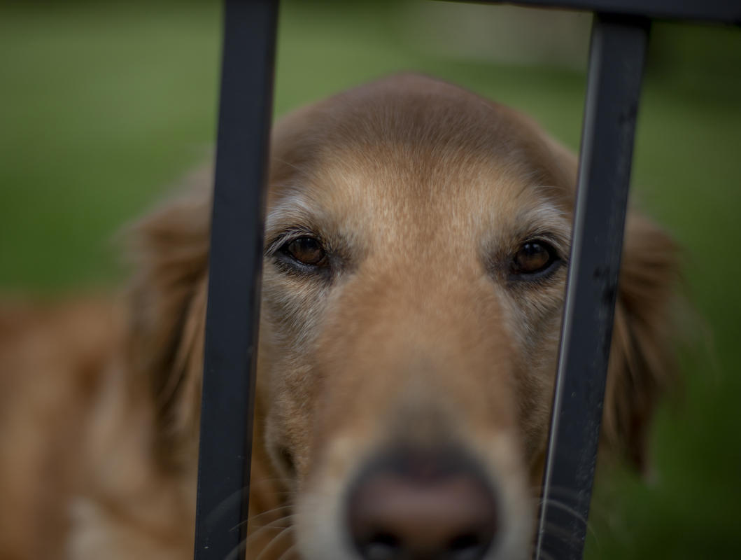 Durban sits behind his fence hoping someone. comes along to play. : Observations in a Pandemic 2020-2021 : BILL FOLEY 