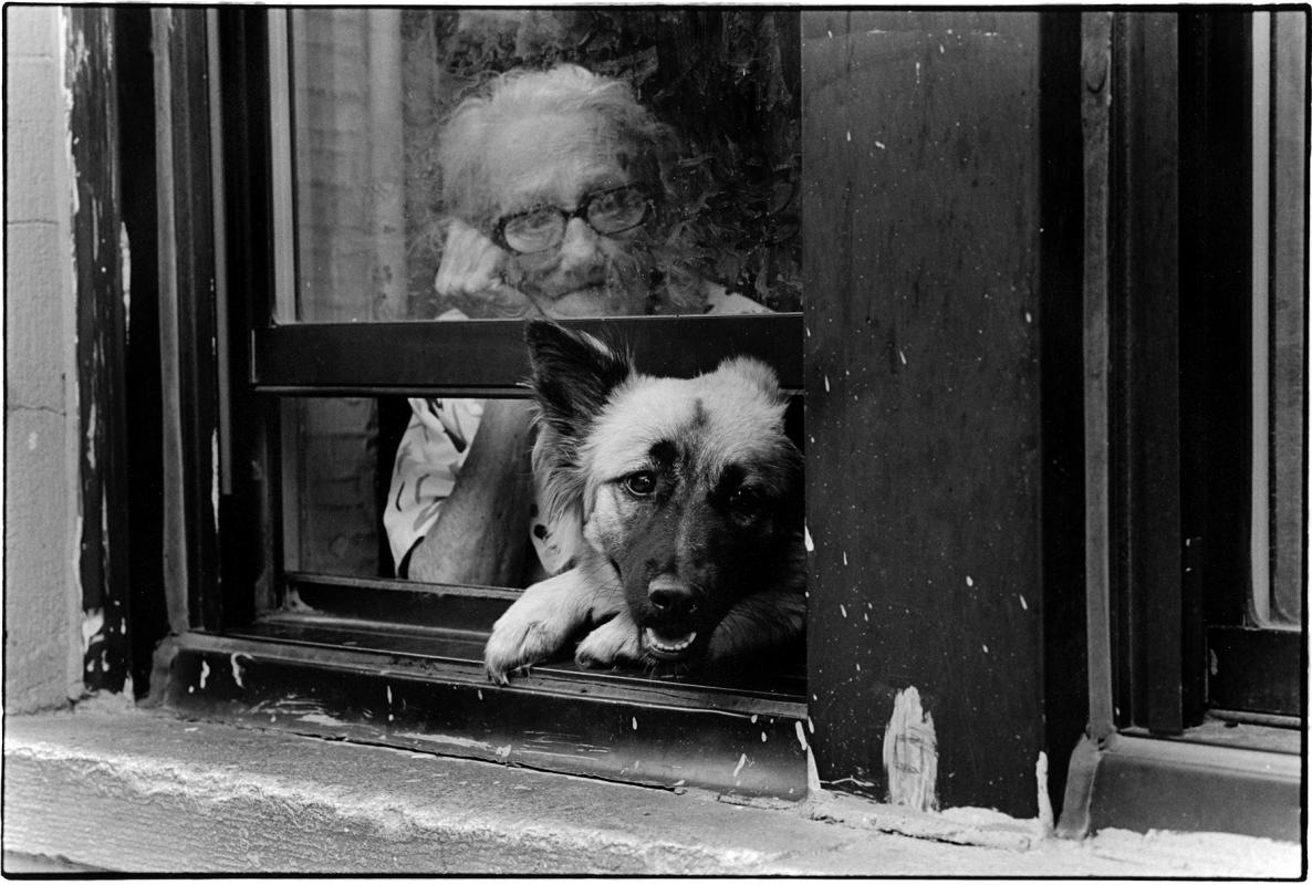 Looking out the window, Harlem, NYC. 
 : Portraits  : BILL FOLEY 