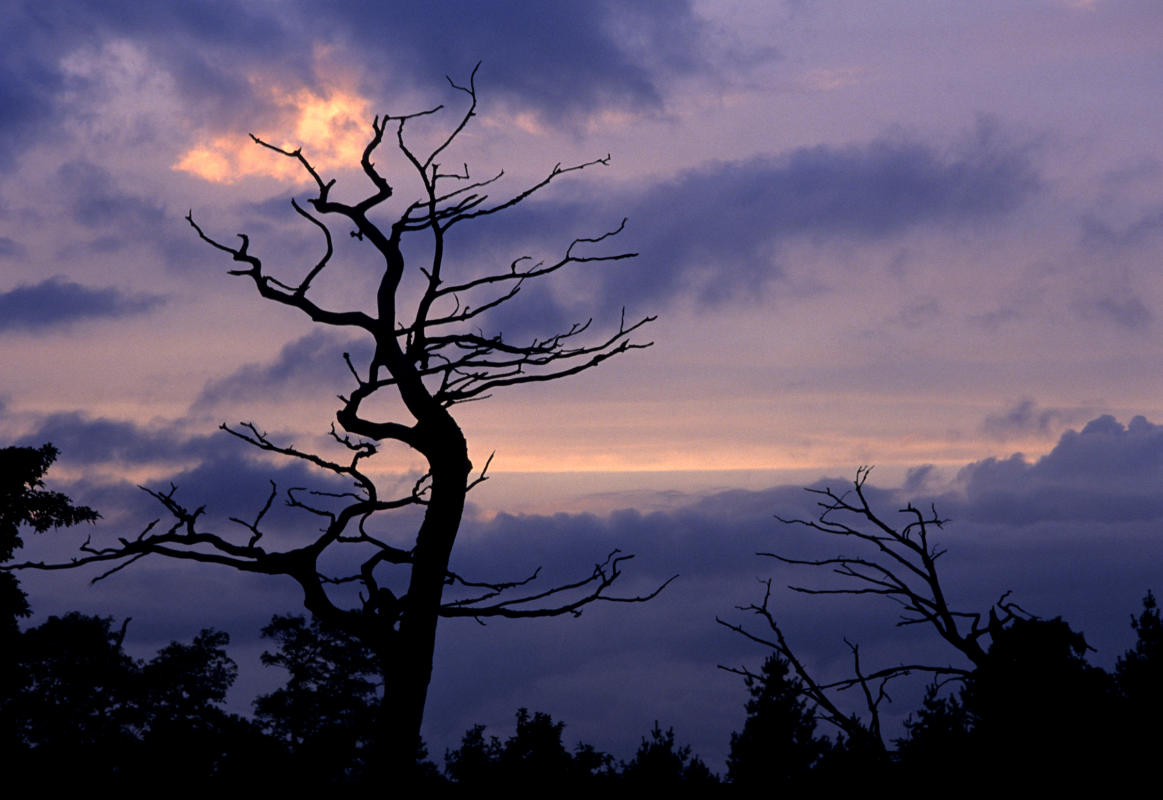 Sunset Montana : Postcards : BILL FOLEY 